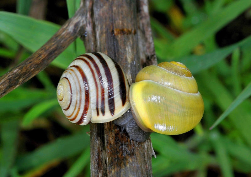 <p>Garten-Baenderschnecken (Cepaea hortensis) in Halle am 26.04.2006. Sie haben 40.000 Zaehne auf ihrer Raspelzunge. Im Durchschnitt 33 pro Reihe. Damit koennen sie ueber Nacht viele Pflanzen kaputtraspeln. Waehrend sich die vordere Reihe abnutzt, waechst von hinten eine neue nach - wie bei einem Hai. Schnecke ist nicht gleich Schnecke. Manche dieser Weichtiere fressen das Erdbeerbeet und den frisch angepflanzten Salat kahl. Manche stehen unter Schutz. Wie soll man mit ihnen umgehen? (Siehe epd-Feature vom 20.04.2017)</p>