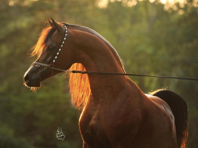 <p>L'indétrônable Marwan Al Shaqab, triple champion du monde.</p>